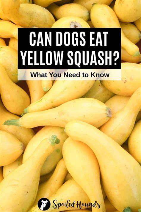 Can Dogs Eat Zucchini And Yellow Squash