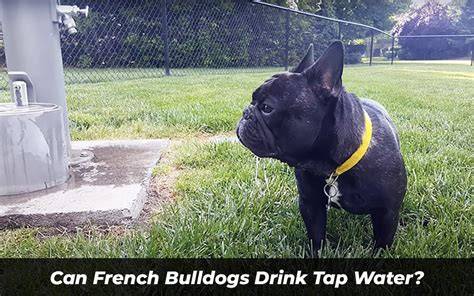 Can You Drink French Tap Water