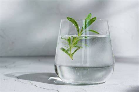 Can You Drink Rosemary Water