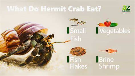 Can You Eat Hermit Crabs
