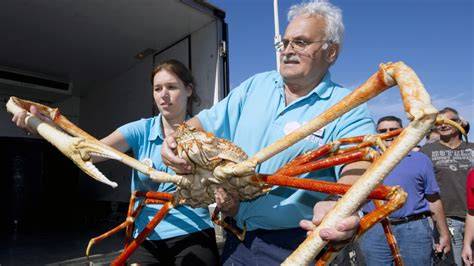 Can You Eat Japanese Spider Crab