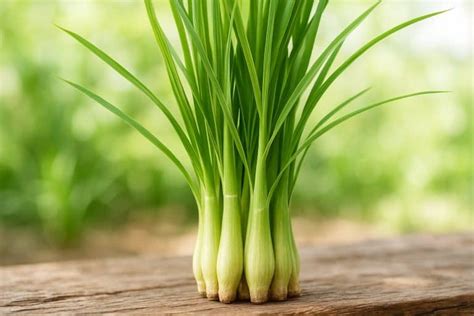 Can You Eat Lemongrass