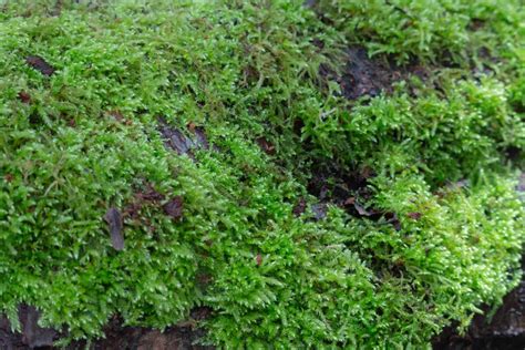 Can You Eat Moss