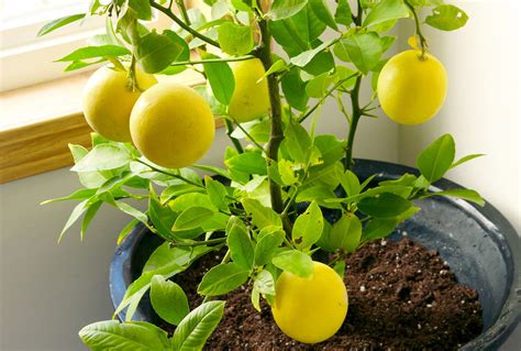 Can You Grow A Lemon Tree Indoors