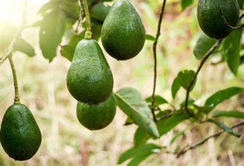 Can You Grow Avocados In The Uk