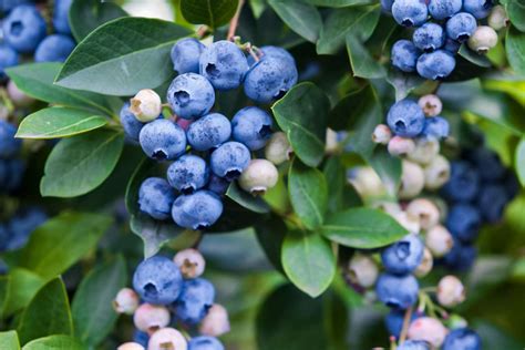 Can You Grow Blueberries From A Blueberry