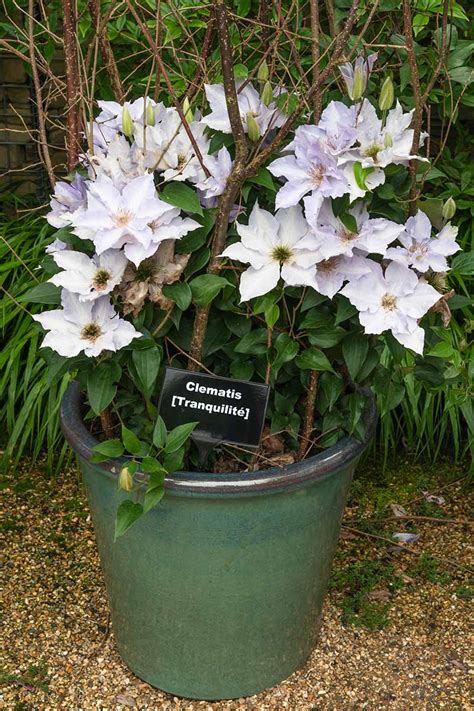 Can You Grow Clematis In A Pot