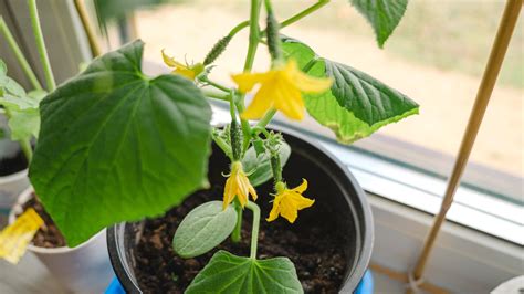 Can You Grow Cucumbers In A Pot