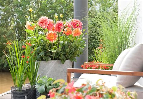 Can You Grow Dahlias Indoors