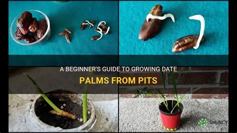 Can You Grow Dates From Pits