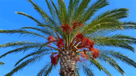 Can You Grow Dates In The Uk
