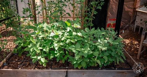 Can You Grow Edamame In Uk