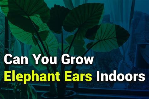 Can You Grow Elephant Ears Indoors