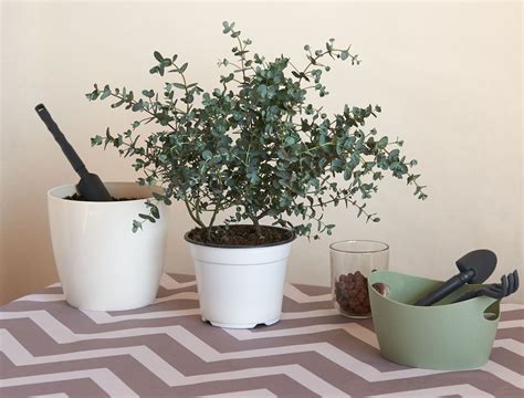 Can You Grow Eucalyptus Indoors