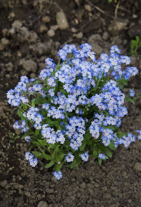 Can You Grow Forget Me Nots Indoors