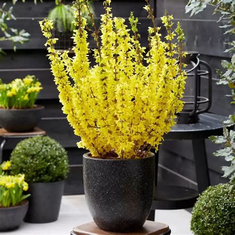 Can You Grow Forsythia In A Pot