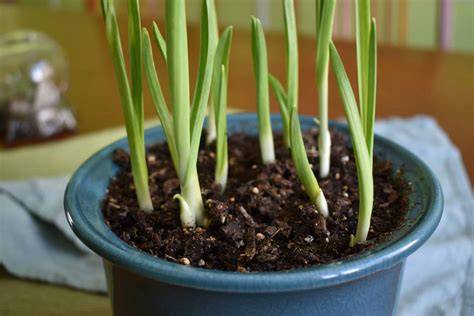 Can You Grow Garlic In A Pot