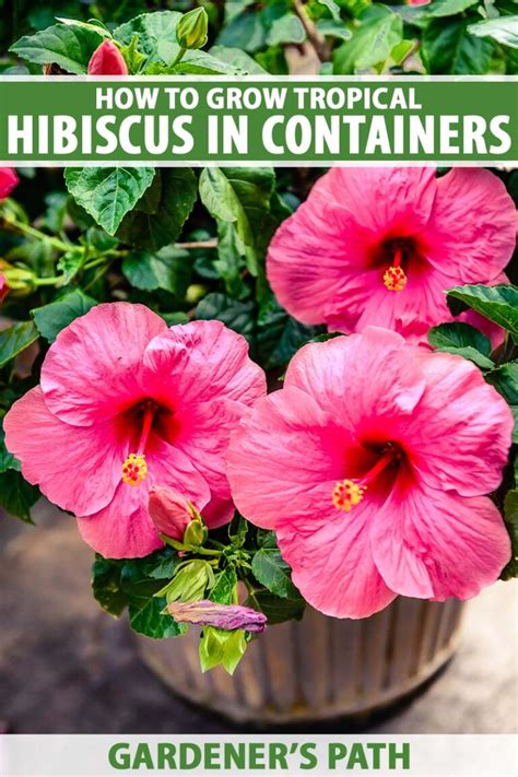 Can You Grow Hibiscus In A Pot