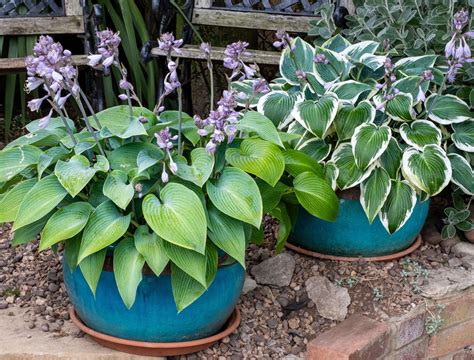 Can You Grow Hostas In Pots