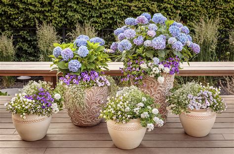 Can You Grow Hydrangeas In A Pot