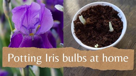 Can You Grow Irises In Pots