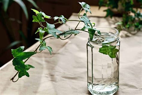 Can You Grow Ivy From Cuttings