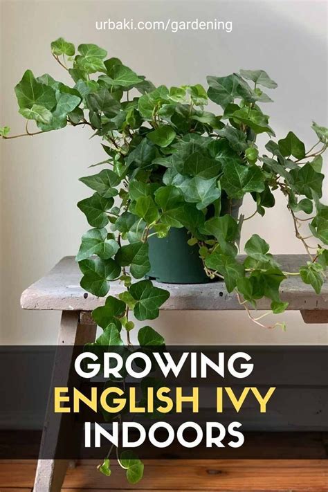 Can You Grow Ivy Indoors
