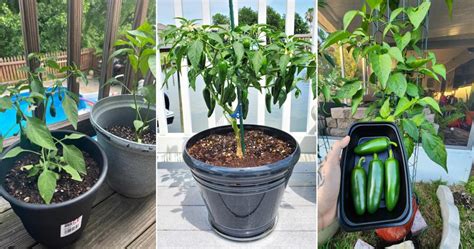 Can You Grow Jalapenos In A Pot
