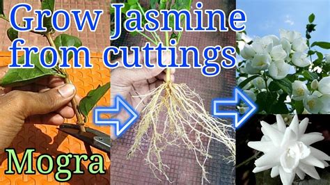Can You Grow Jasmine From A Cutting
