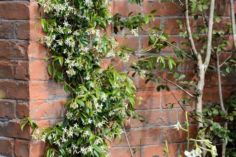 Can You Grow Jasmine In A Pot
