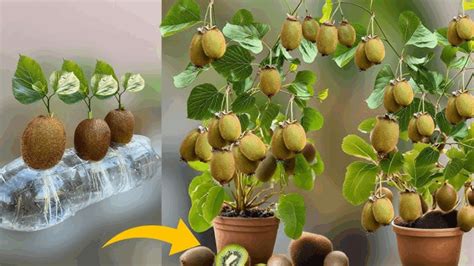Can You Grow Kiwi From Seeds