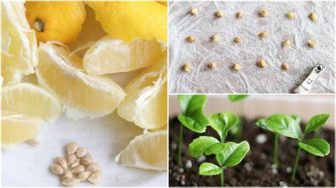 Can You Grow Lemons From Lemon Seeds