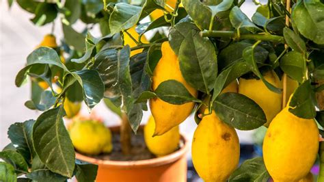 Can You Grow Lemons In The Uk