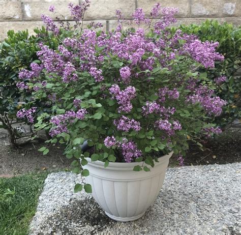 Can You Grow Lilacs In A Pot