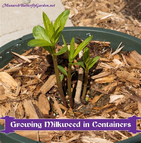 Can You Grow Milkweed In A Pot