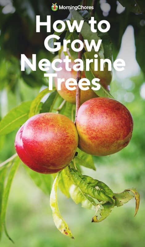 Can You Grow Nectarines In The Uk