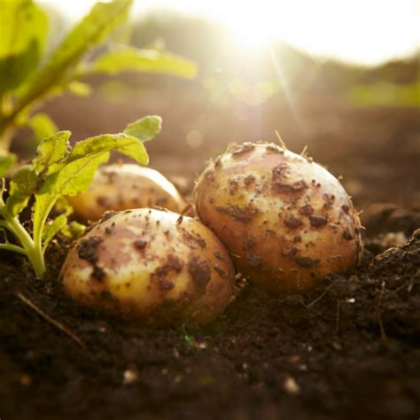 Can You Grow Potatoes From Store Bought