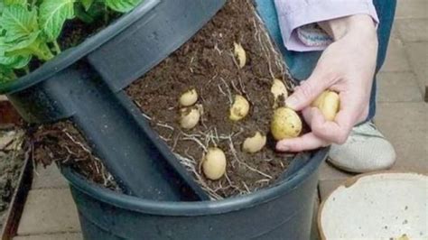 Can You Grow Potatoes Indoors
