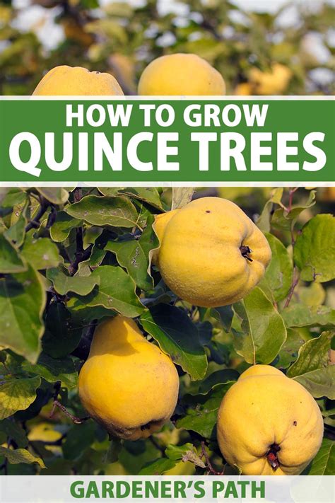 Can You Grow Quince From A Cutting
