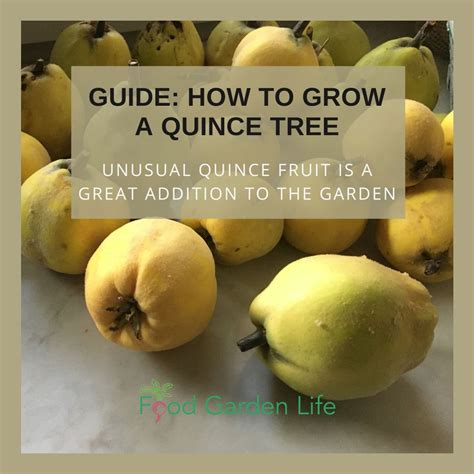 Can You Grow Quince In A Pot