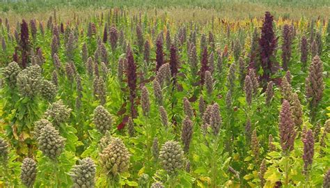 Can You Grow Quinoa In The Uk