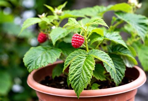 Can You Grow Raspberries In A Pot