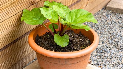 Can You Grow Rhubarb In A Pot