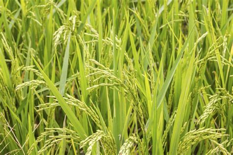 Can You Grow Rice From Rice
