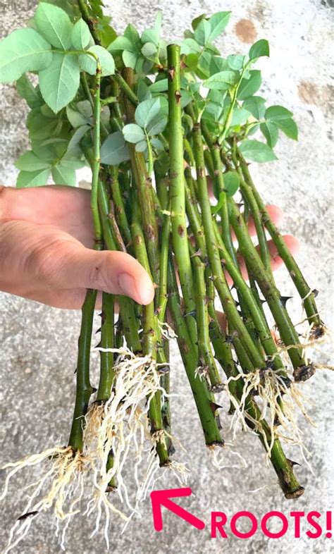 Can You Grow Roses From Cuttings