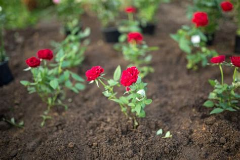 Can You Grow Roses From Seed
