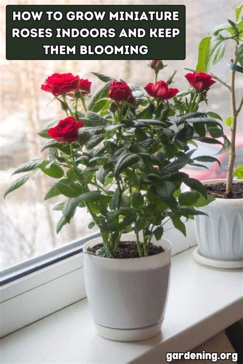 Can You Grow Roses Indoors