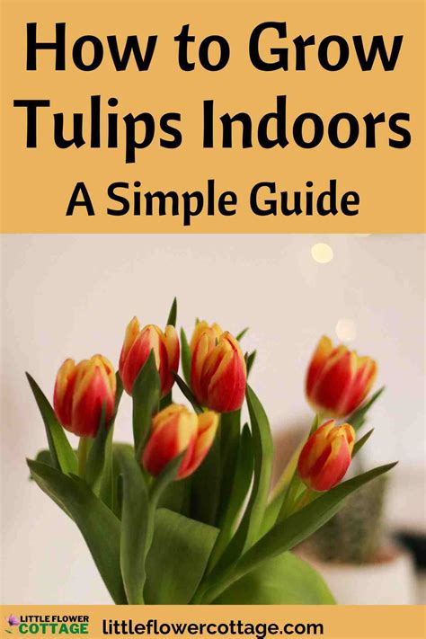 Can You Grow Tulips Indoors