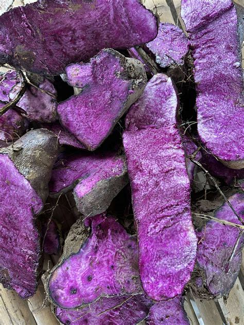 Can You Grow Ube In Canada