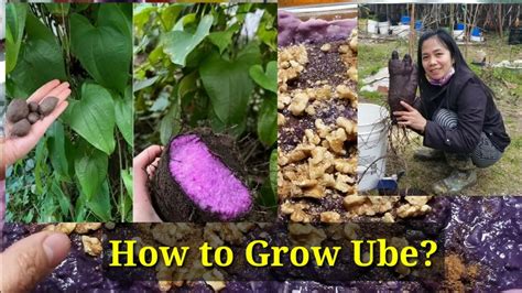 Can You Grow Ube In The Uk